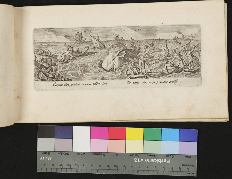 "Venationis, Piscationis etc.", Walfang, Pottwale