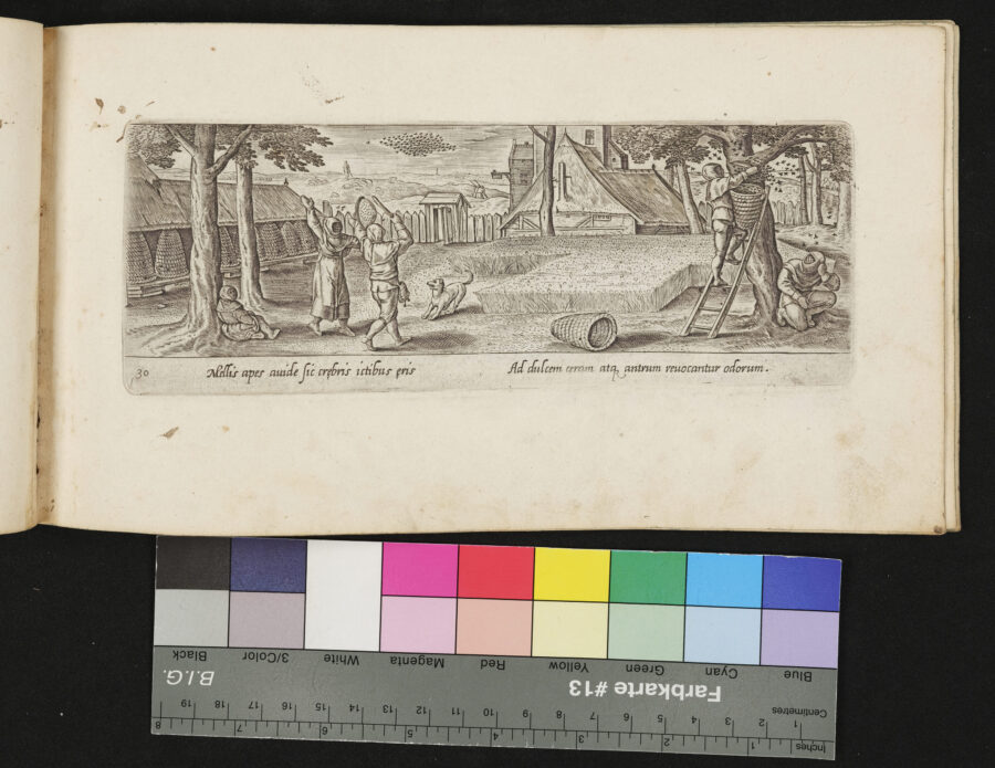 "Venationis, Piscationis etc.", Einfangen eine Bienenschwarms