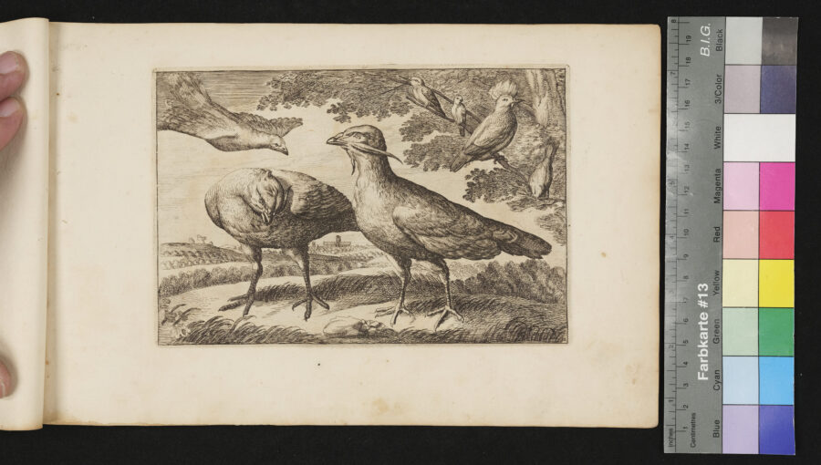 "Diversarum Avium", Verschiedene Vögel, Nr.11, Wiedehopf, Trappen