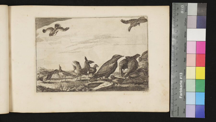 "Diversarum Avium", Verschiedene Vögel, Nr.8,  Kibitze, etc.