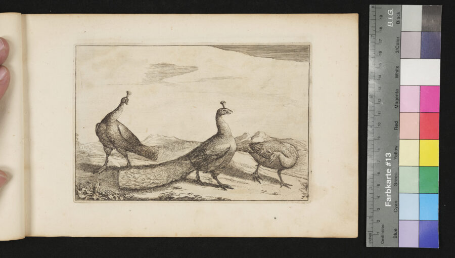 "Diversarum Avium", Verschiedene Vögel, Nr.7, Pfaue