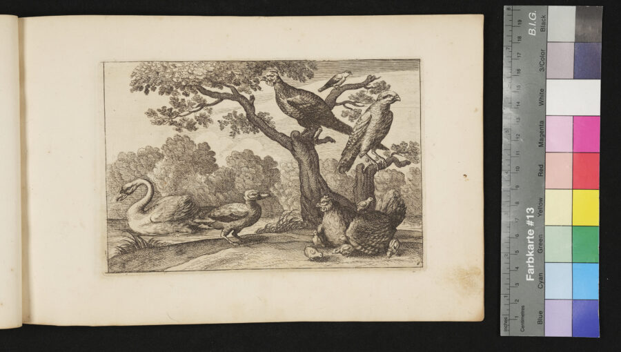 "Diversarum Avium", Verschiedene Vögel, Nr.6, Schwäne, Enten, Hühner und Habicht