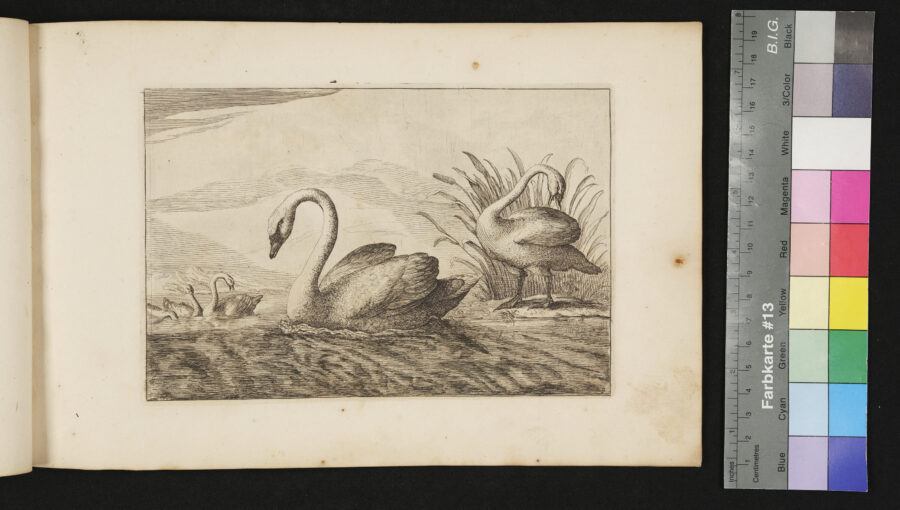 "Diversarum Avium", Verschiedene Vögel, Nr.5, Schwäne