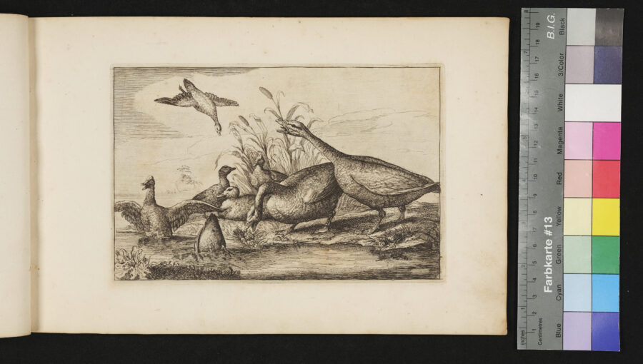 "Diversarum Avium", Verschiedene Vögel, Nr.4, Gänse und Enten