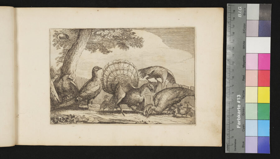"Diversarum Avium", Verschiedene Vögel, Nr.3, Truthühner