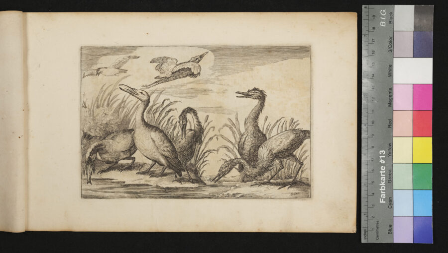 "Diversarum Avium", Verschiedene Vögel, Nr.2, Komorane und andere Wasservögel