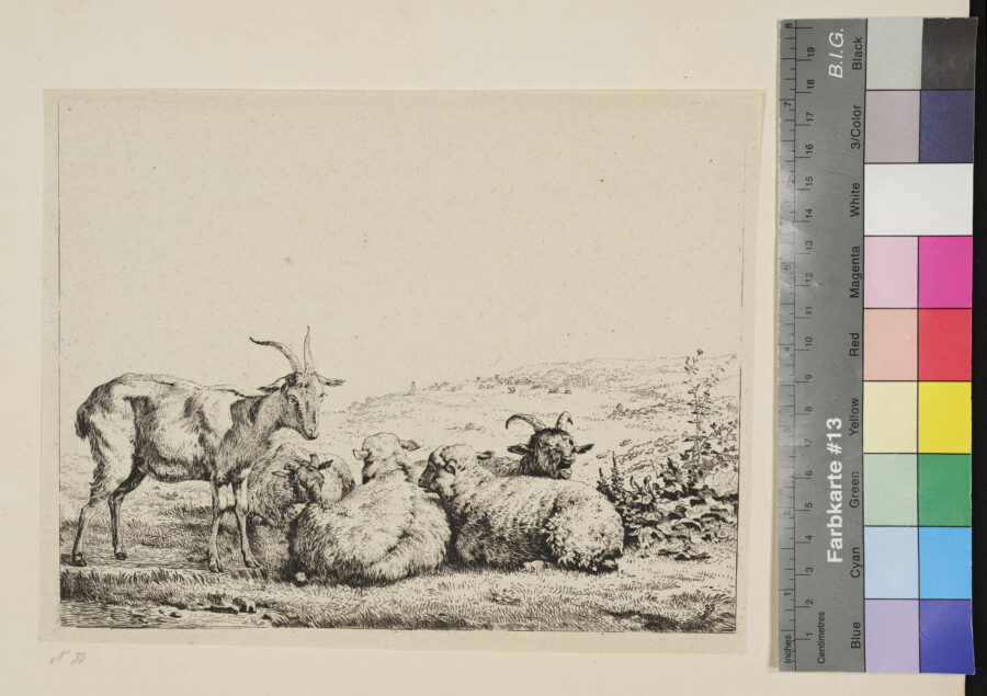 Drei Ziegen , 2 Schafe, auf Wiese