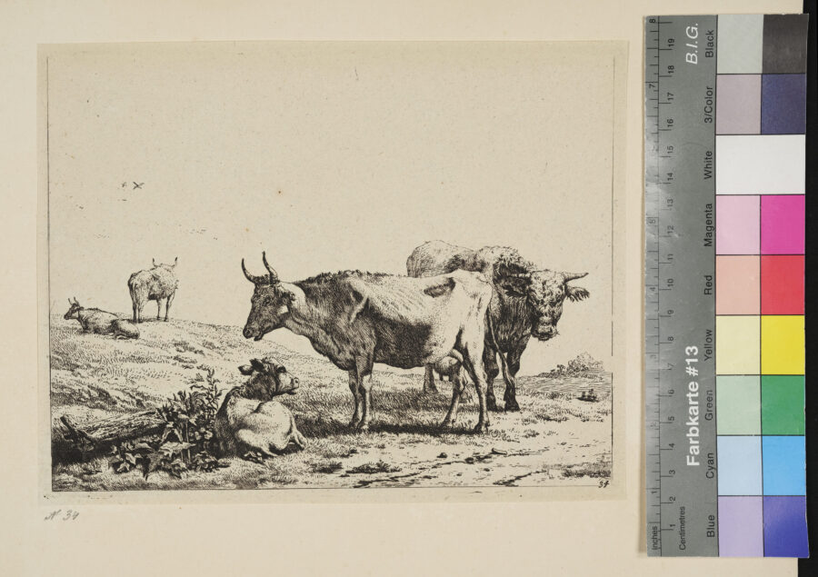 Die Kuh mit Kalb und Stier, 2 Kühe im Hintergrund