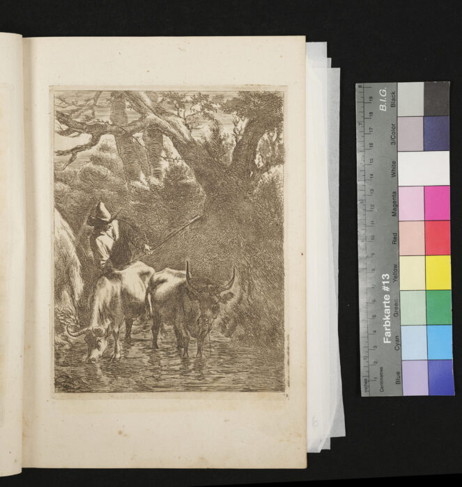 "Serie: Diversa Animalia", Nr.3, Kühe an der Tränke mit Hirt
