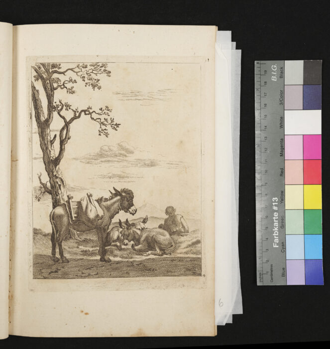 "Serie: Diversa Animalia", Nr.4, Eselherde