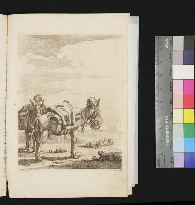 "Serie: Diversa Animalia", Nr.9, Packeseln