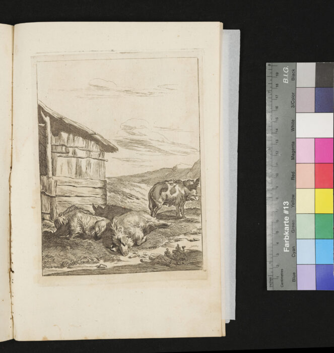 "Serie: Diversa Animalia", Nr.10, Schweine