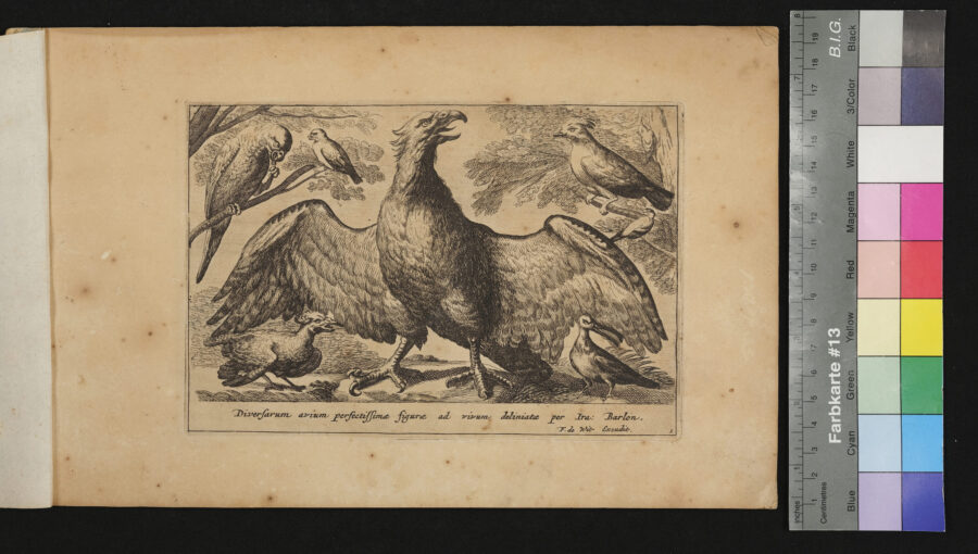 "Diversarum Avium", Verschiedene Vögel, Nr.1,  Adler, Papageien und andere Vögel