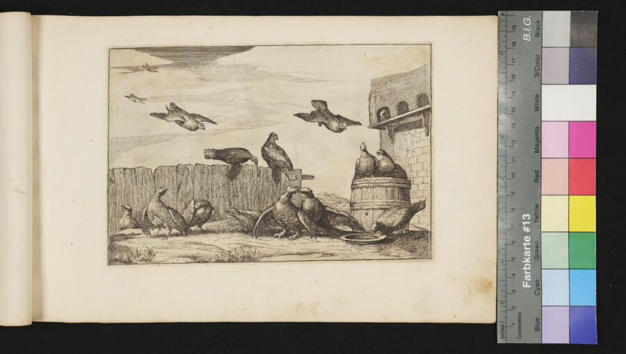 "Diversarum Avium", Verschiedene Vögel, Nr.9, Tauben mit Taubenschlag