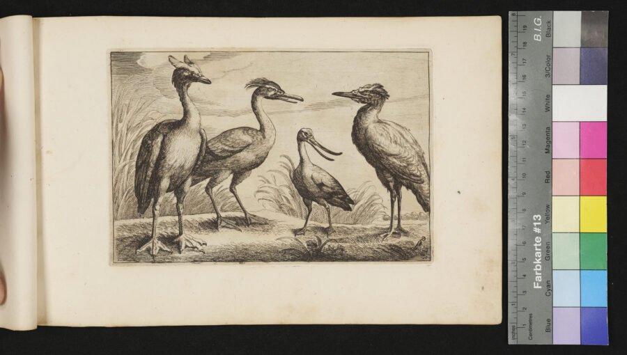 "Diversarum Avium", Verschiedene Vögel, Nr.10, Kranich, Löffler und Reiher