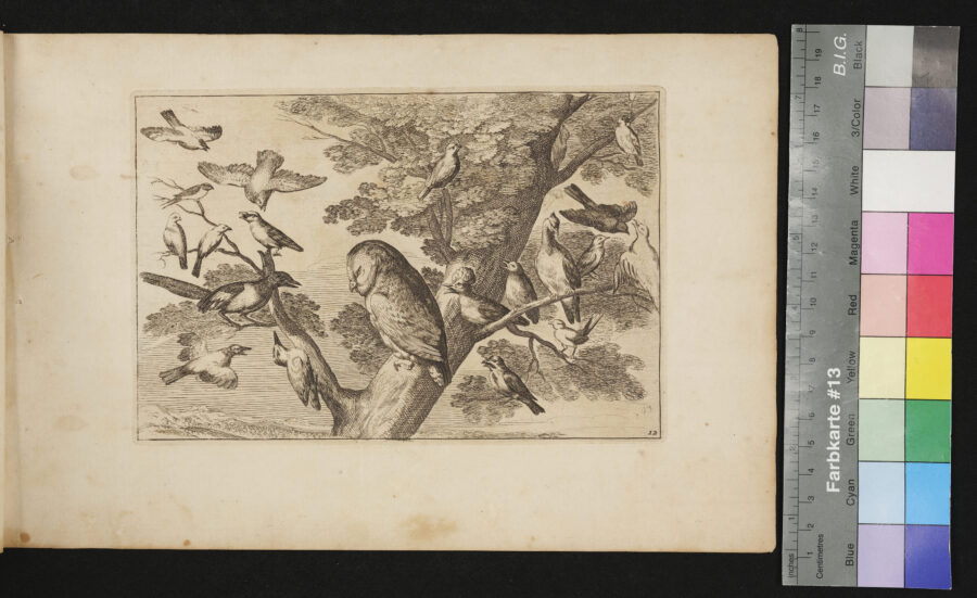 "Diversarum Avium", Verschiedene Vögel, Nr.12, Eule und verschiedene Singvögel