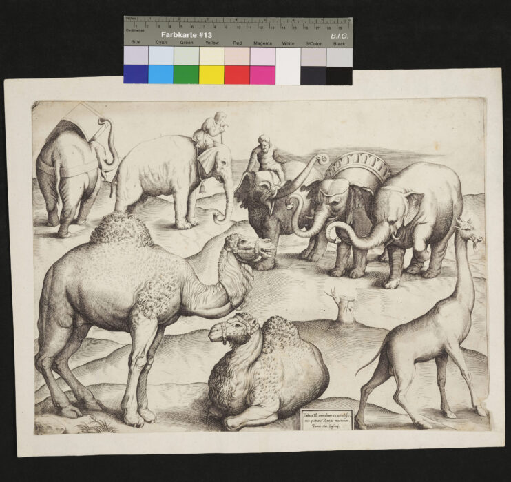 Wilde Tiere, Darstellung