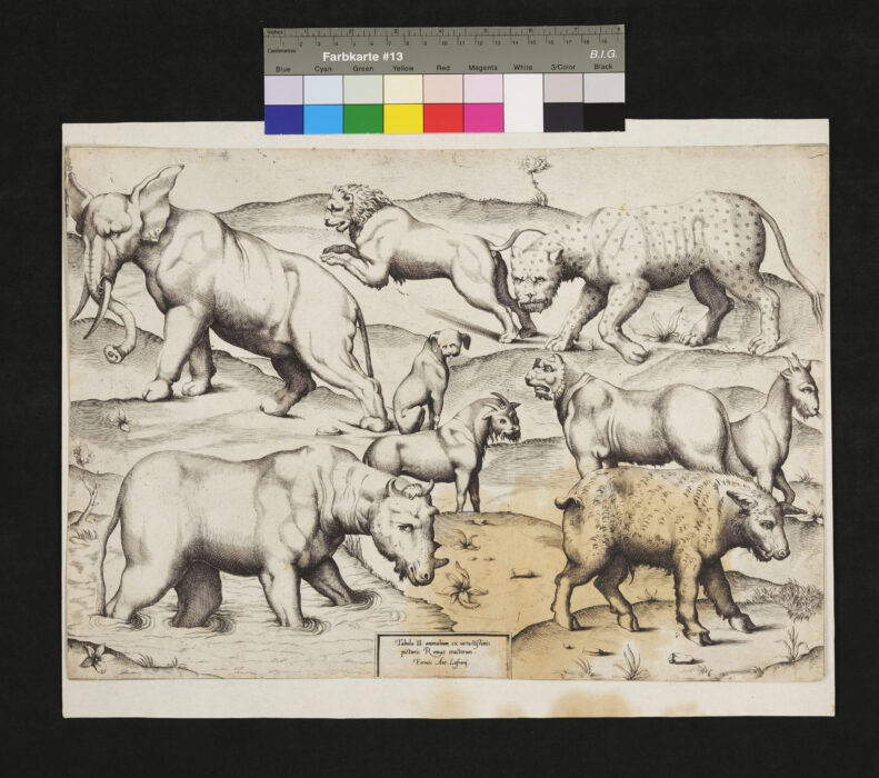Wilde Tiere, Darstellung